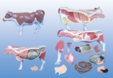 Mô hình giải phẫu cơ thể bò